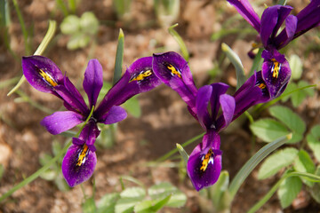 the first flowers of the plant are shot in early spring
