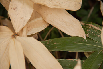 botanical photo dry leaves in the park