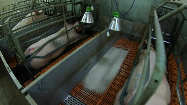 Small piglets that are breastfed by pigs on a pig farm