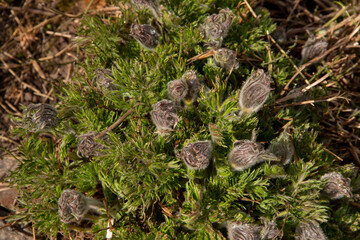 the first flowers of the plant are shot in early spring