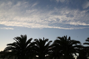 clouds, palm trees and sky