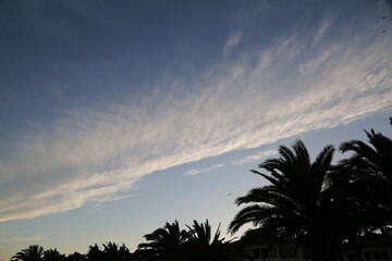 palm trees, sky and clouds