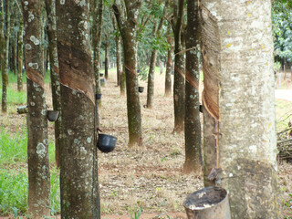 Rubber tree &ndash; seringueira &ndash; Euphorbiaceae &ndash; rubber tree milk &ndash; latex