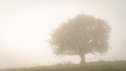 Solitary tree on field during foggy autumn morning, Slovakia, Europe