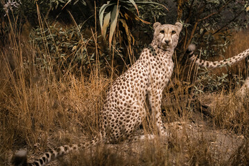 cheetah in the savannah