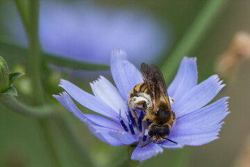 Flor de achicoria con pequeña abeja en Barxell, Alcoy - obrazy, fototapety, plakaty
