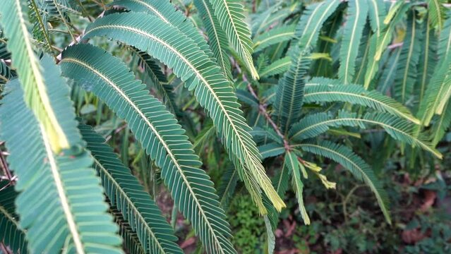 A close up shot of Indian Gooseberry, Phyllanthus emblica, plant leaves in an Organic Indian garden. India