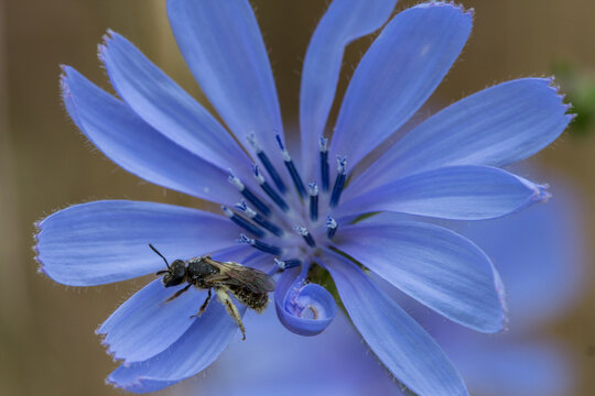 Flor de achicoria con peque&ntilde;a abeja en Barxell, Alcoy