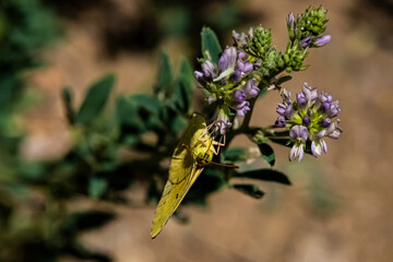 Southern Dogface (Zerene cesonia) Feeding on White Alfalfa (Medicago saliva) Blooms Head-On