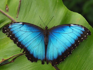 Blauer Morpho-Falter