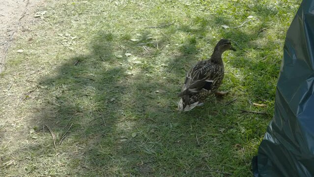 A small black duck walking on the green lawn with the long beak  in Estonia