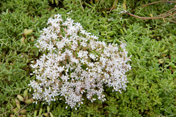 White stonecrop (Sedum album 'Coral Carpet')