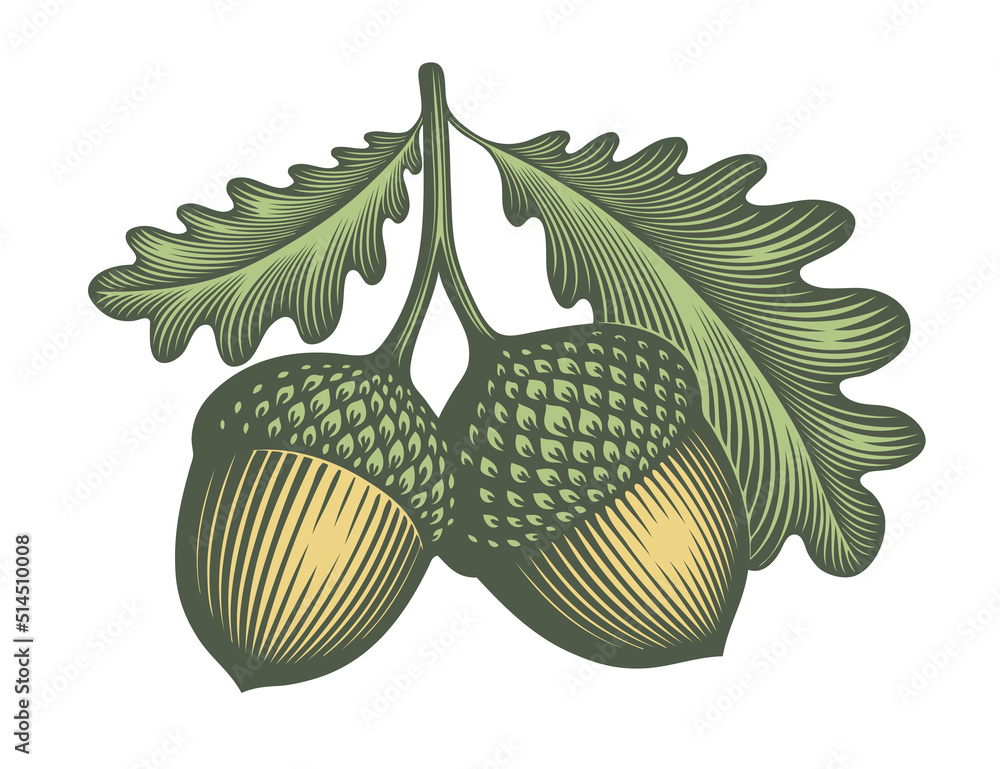 Wall mural Acorn. Editable hand drawn illustration. Vector vintage engraving. 8 EPS