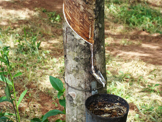 Rubber tree – seringueira – Euphorbiaceae – rubber tree milk – latex