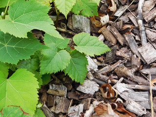 Green foliage and wood chips.