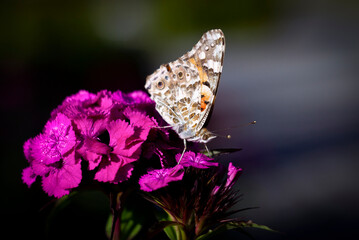 Painted Lady butterfly (vanessa cardui) on carnation flower. Painted Lady butterfly
