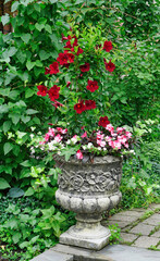 Large ornate flower pot with pink begonia and red tropical hibiscus