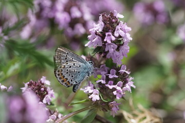 Argus Bläulich auf wildem Thymian oder Quendel, Plebejus argus