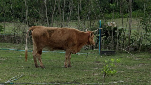 Village bull in a paddock pasture