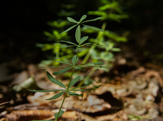 plant in the garden