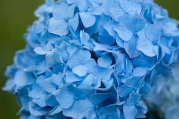 Fototapeta premium hortensja ogrodowa, niebieska