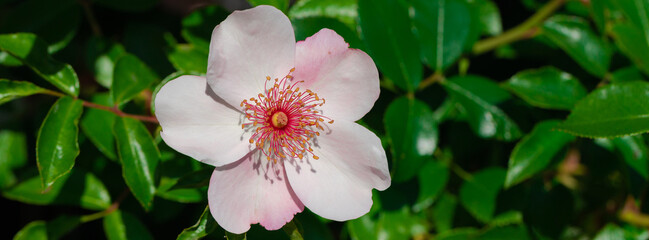 Flower of the dog-rose close up..