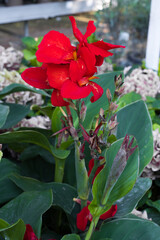 Red Canna Lily, Canna indica red flower blooming with many colors. Indian Canna flower in selective...