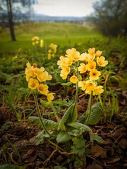 Obraz premium Primrose flowers blooming in spring. Primula veris (cowslip, common cowslip, cowslip primrose) is a herbaceous perennial flowering plant in the primrose family Primulaceae.