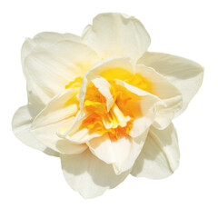 White narcissus double flower with yellow core, isolated on white background.