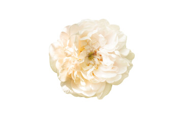 White rose hip flower isolated on white background.