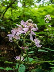 Obraz premium pink and white flowers