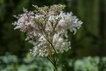 Different flowers and plants in Amsterdam oldest botanical gardens (1638). AMSTERDAM, The NETHERLANDS.