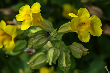 Different flowers and plants in Amsterdam oldest botanical gardens (1638). AMSTERDAM, The NETHERLANDS.