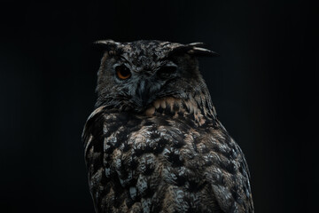 Eurasian Eagle-Owl