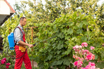 Naklejka na ściany i meble man with backpack garden spray gun under pressure handling bushes roses