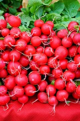 Fresh pink globe radishes at the farmers market