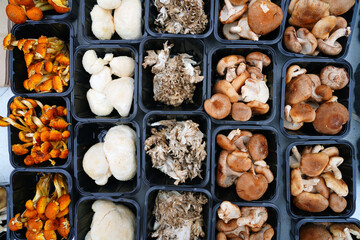 Containers of mixed gourmet mushrooms at a farmers market - obrazy, fototapety, plakaty