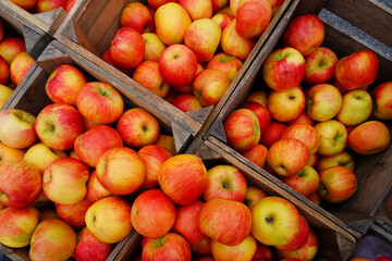 Organic apples in crates at a farmers market
