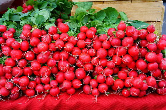 Fresh Pink Globe Radishes At The Farmers Market