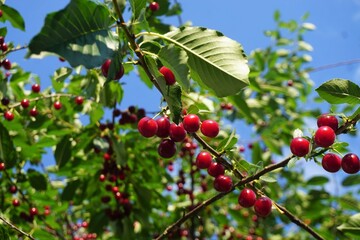 Rote Kirschen am Baum vor blauen Himmel bei Sonne am Abend im Juli