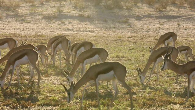 Herd of springbok antelopes (Antidorcas marsupialis) feeding in late afternoon light, Kalahari desert, South Africa