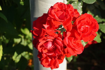 Rote Rosen vor silbernem Laternenpfahl aus Metall bei Sonne am Abend im Frühling