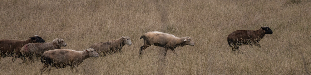 Fototapeta premium sheep, lamb, animal, farm, wool, grass, agriculture, spring, field, farming, mammal, nature, ewe, green, livestock, baby, lambs, white, meadow, grazing, countryside, curious, pasture, flock, young