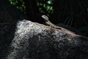 Sun basking Australian eastern water dragon-Intellagama lesueurii-South Bank Parklands. Brisbane-Australia-023
