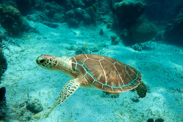 An adult green sea turtle swims over a shallow coral reef and sea grass bed in the turquoise ocean...