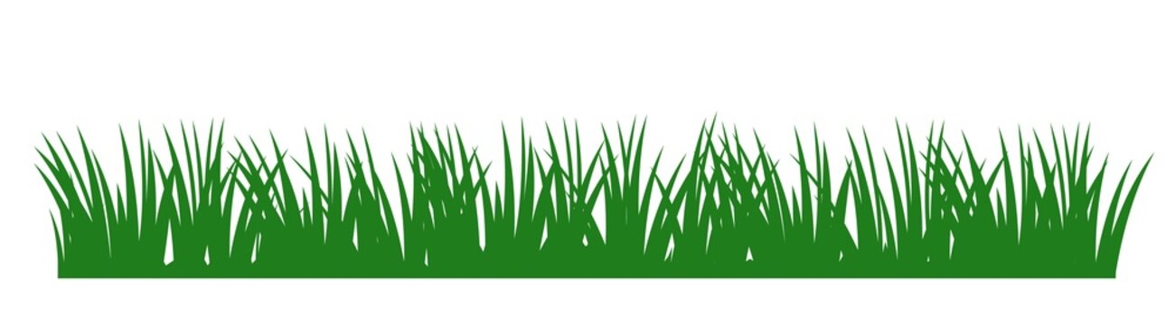Grass. Nature rural landscape. Pasture overgrown. Overgrown dense lawn. Isolated on white background. Silhouette picture. Vector