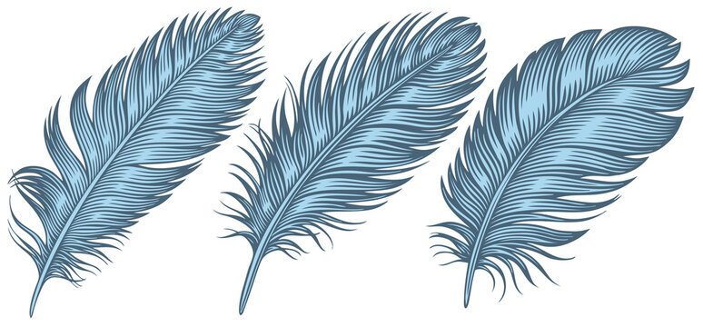 Blue bird feathers. Design set. Editable hand drawn illustration. Vector vintage engraving. 8 EPS