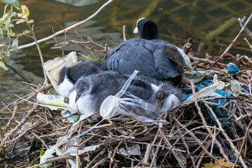 Awake bird chicks laying in nest made of plastic waste.
