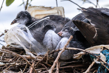 Fototapeta premium Bird chick sleeping in nest made of plastic waste.