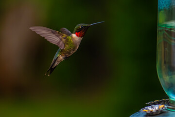 hummingbird in flight